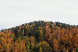 Embracing Gratitude In A Difficult Year